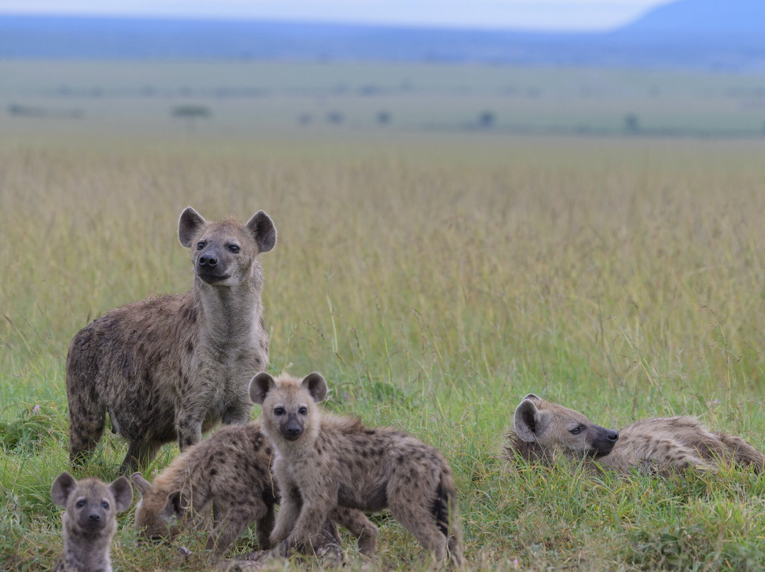 Steenbok Safaris and Car Hire-内罗毕必去景点