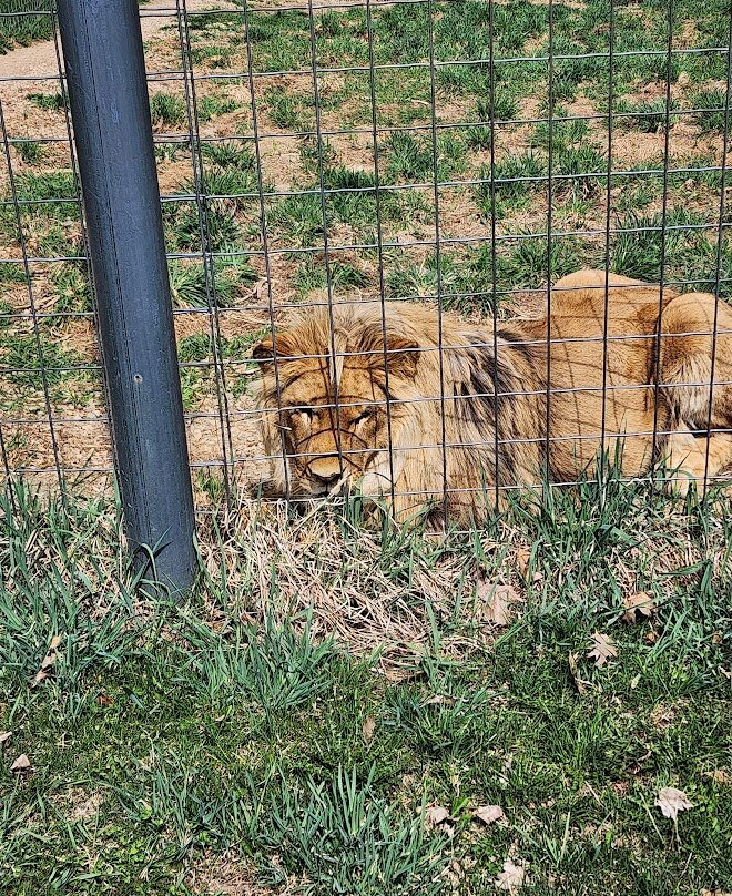 Wisconsin Big Cat Rescue景点图片