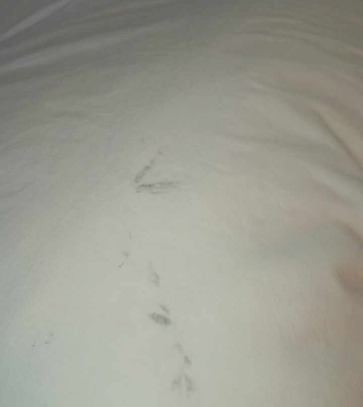 Super 8 by Wyndham Gainesville TX主图