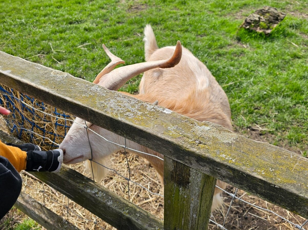 Brockswood Animal Sanctuary景点图片