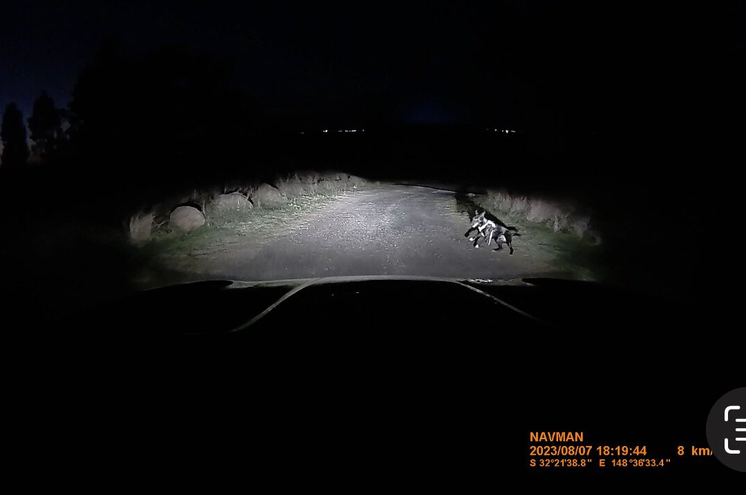 Bulwarra Bed & Breakfast主图