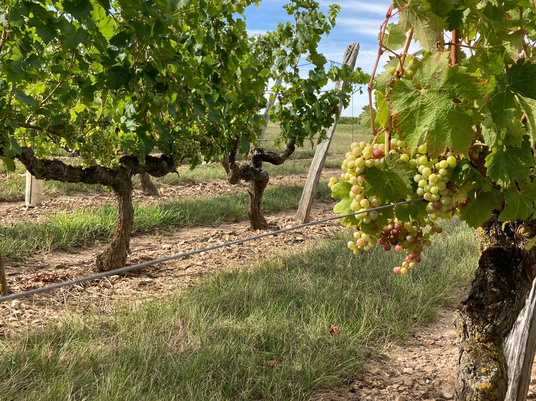 Bumblebee Tours - Loire Valley Wine Experience-梭缪尔必去景点