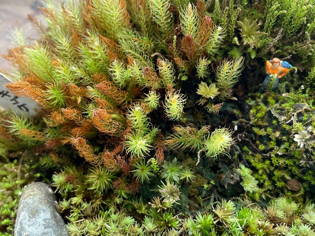 Hattori Botanical Laboratory-日南市必去景点