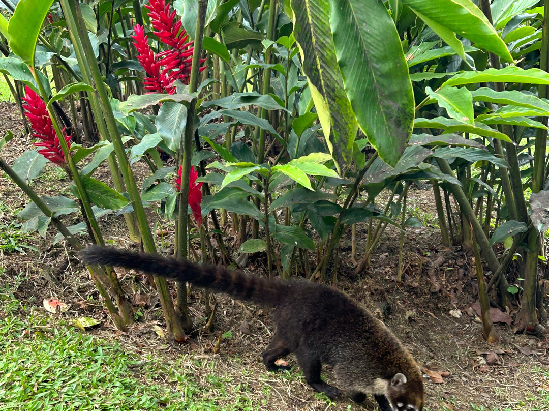 Arenal Observatory Lodge & Trails景点图片