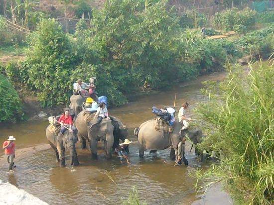 Elephant Special Tours-清迈府必去景点