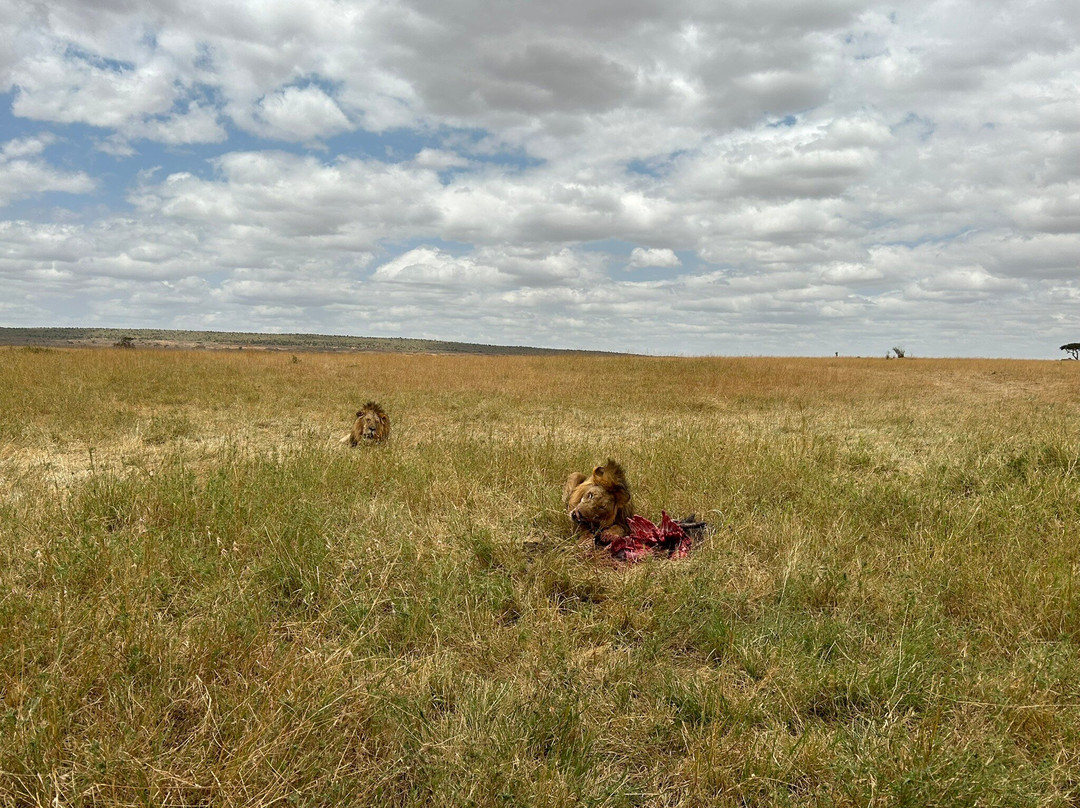 Oloip Safaris-内罗毕必去景点