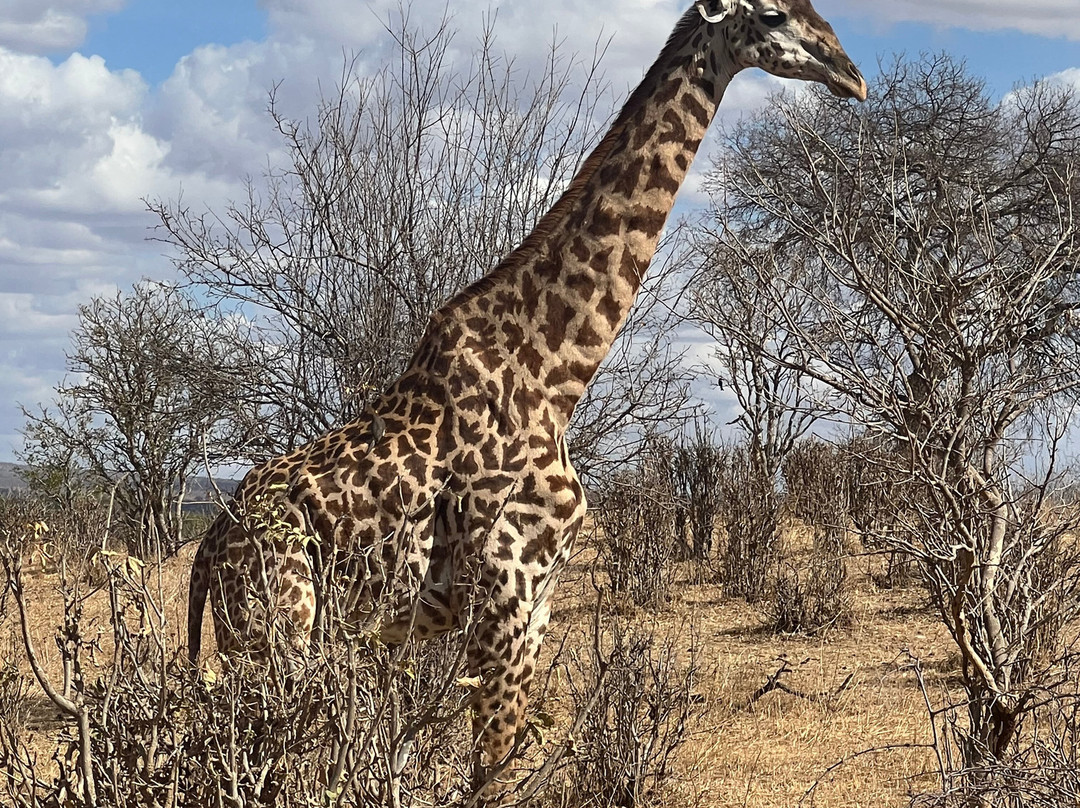 Manyara Travel Club and Climbing-阿鲁沙必去景点