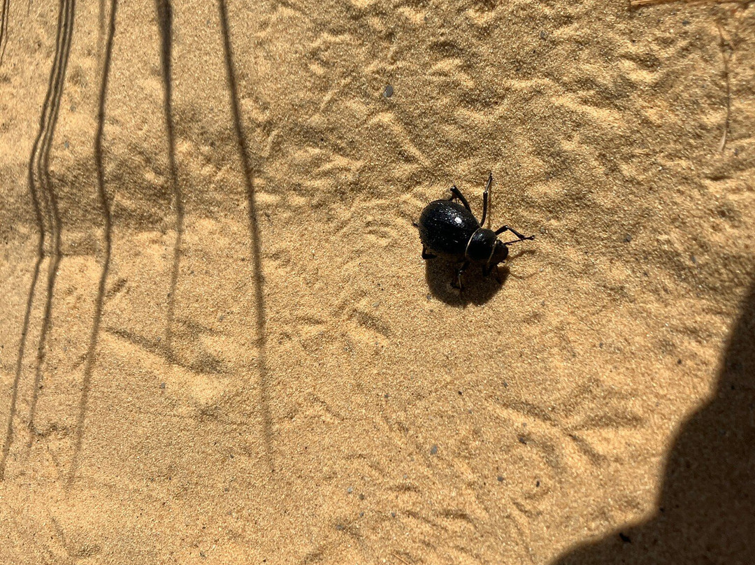 Western Desert Safari-Bahariya Oasis必去景点