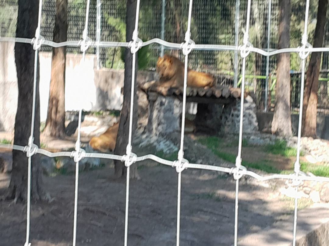 Zoologico de Moroleon景点图片