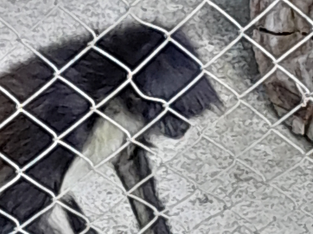 Zoologico de Moroleon景点图片
