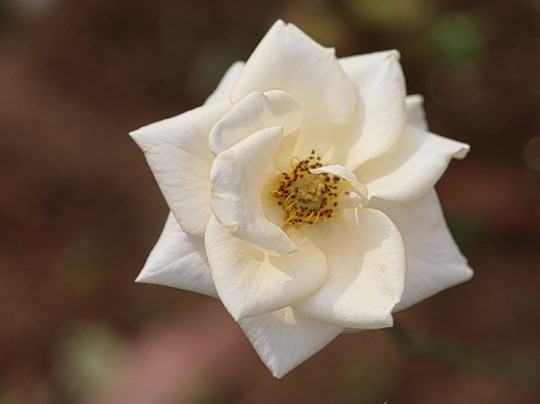 Ina Choseishiko Memorial Park-伊奈町必去景点