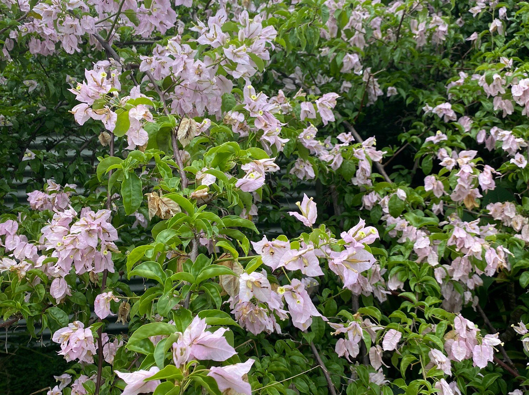 Eumundi Guesthouse and B&B主图