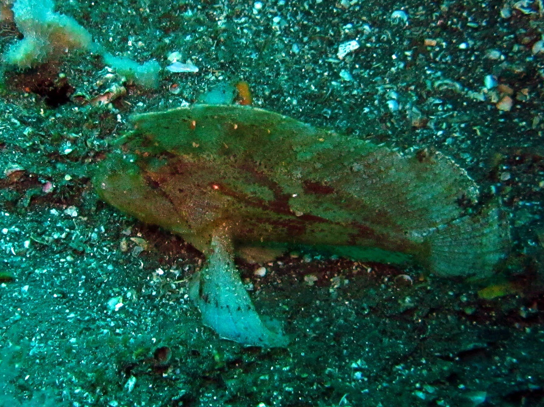 Relax Bali Wreck Dive Center-库布必去景点
