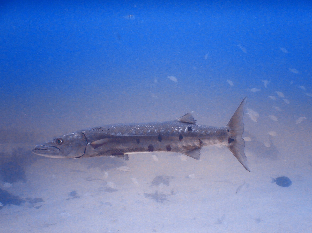 Dive Adventures-辛普森湾必去景点