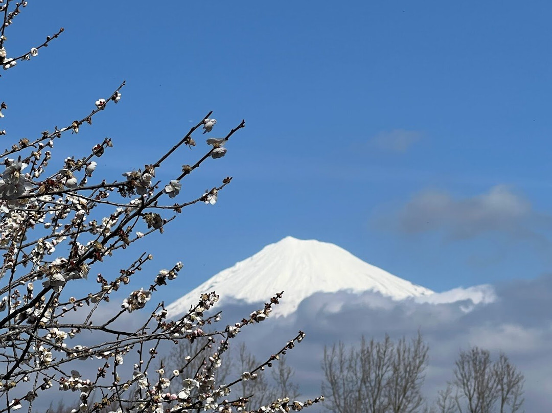 Iwamotoyama Park景点图片