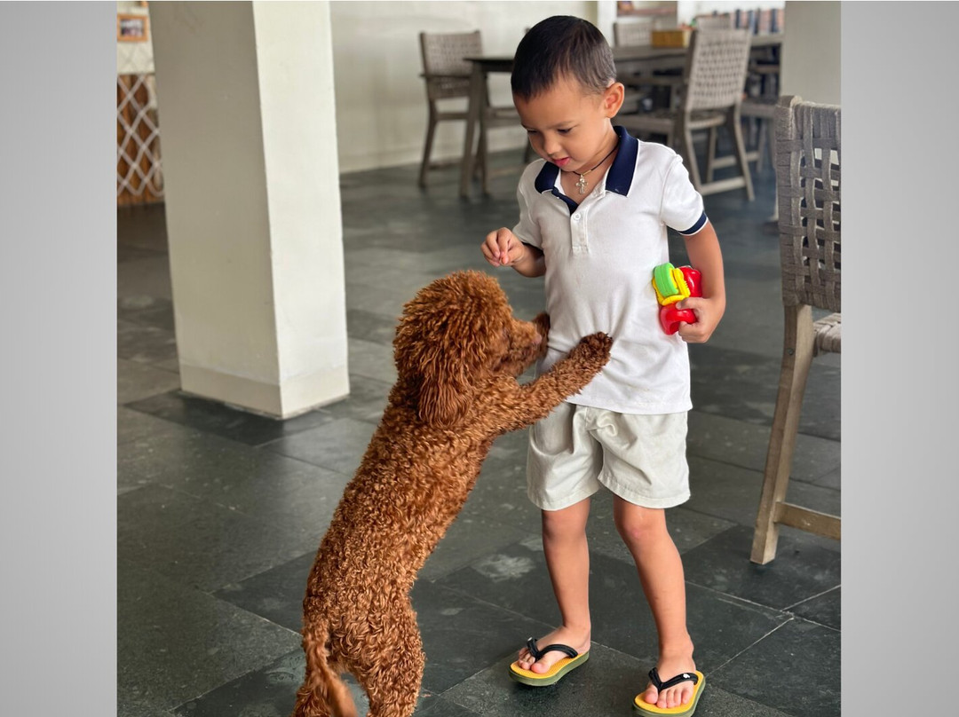 Paradise Resort Doc Let主图