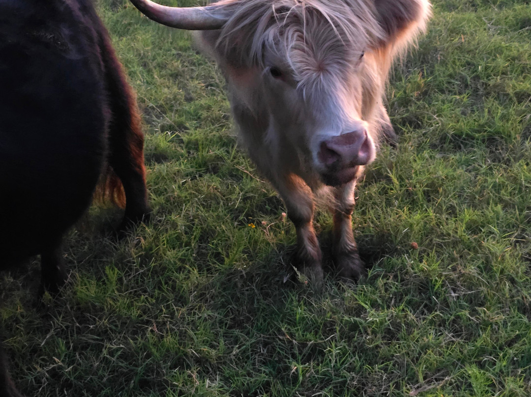 Moo & Bray Farm-Whitesboro必去景点