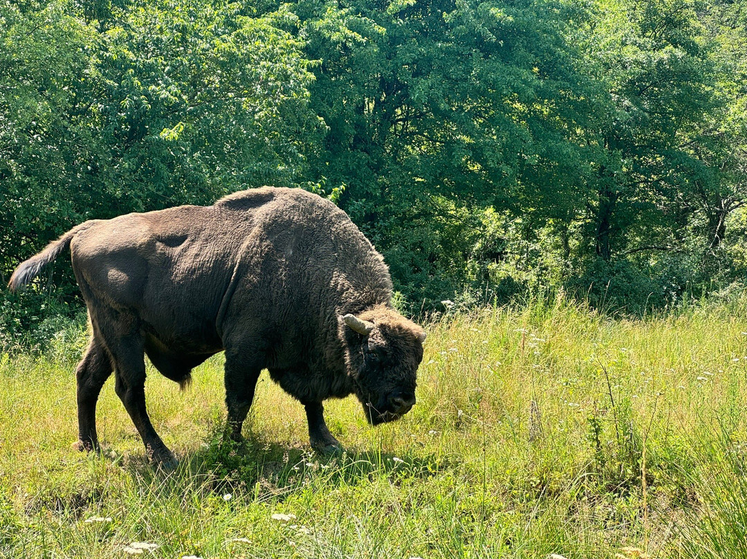 Neagra Bison Reservation景点图片