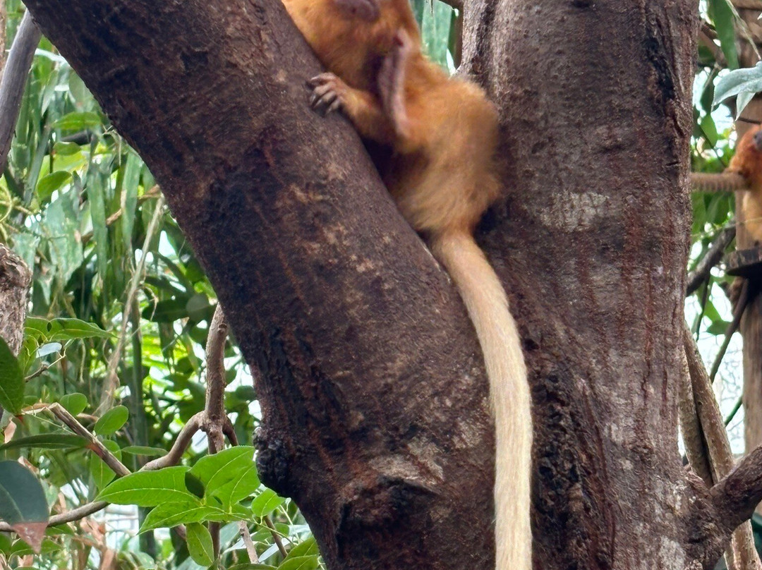 罗杰威廉斯公园动物园-普罗维登斯必去景点