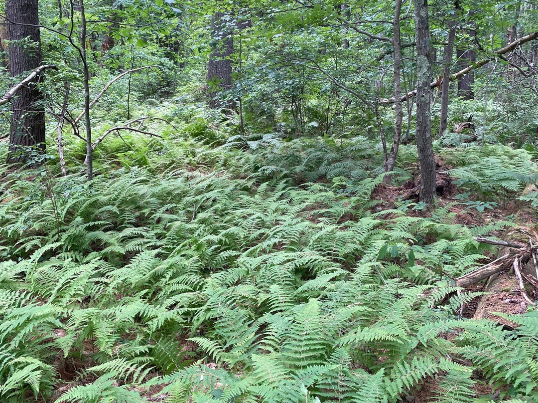Great Bay National Wildlife Refuge景点图片