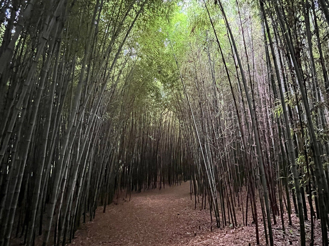 Guryong Village Bamboo Forest景点图片