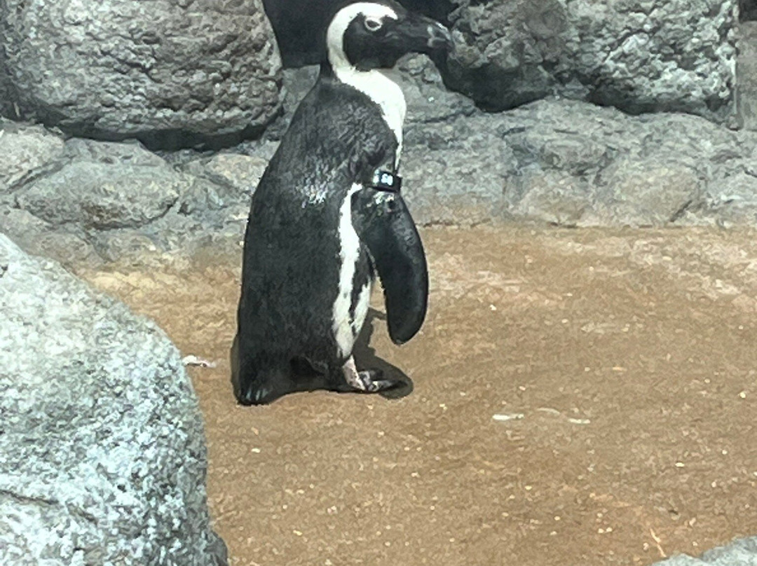 Adventure Aquarium景点图片