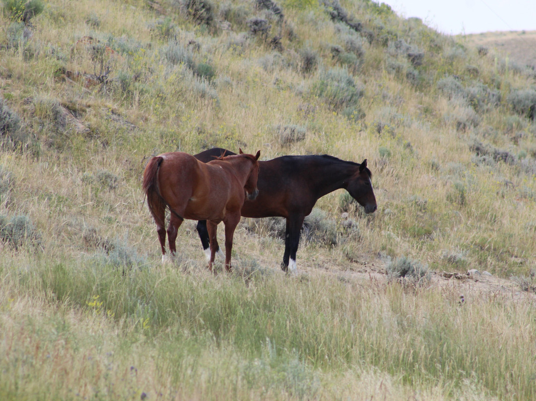 Kirwin Ghost Town-Meeteetse必去景点