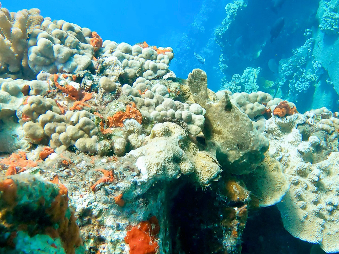 Maui Pacific Divers-玛阿拉也亚必去景点