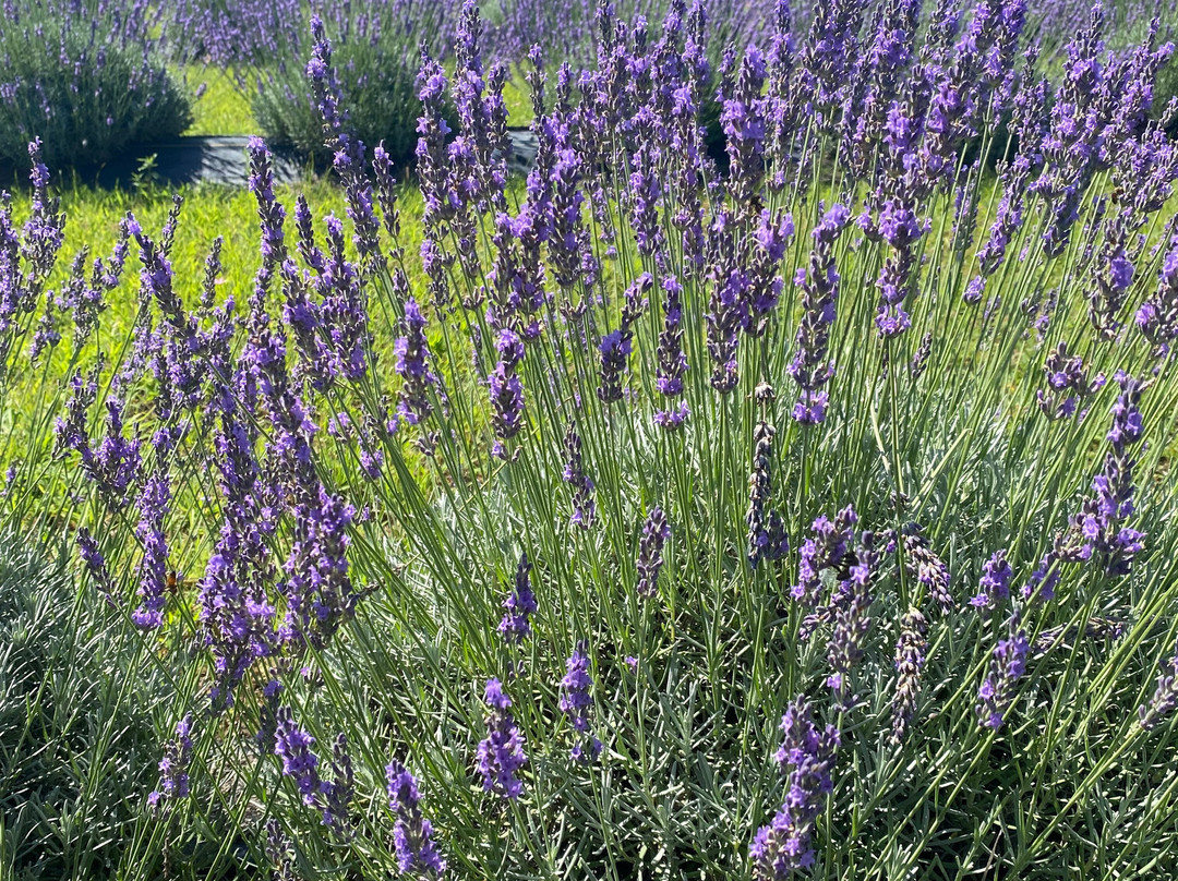 Lakeview Lavender Farm景点图片