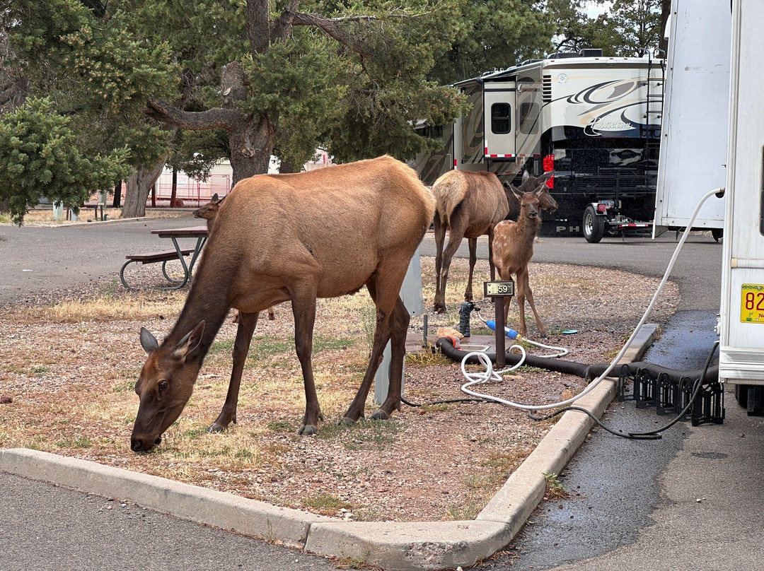 Trailer Village RV Park主图