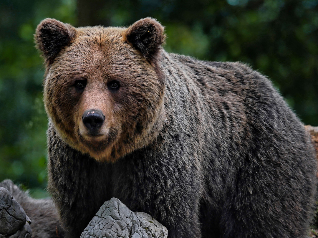 Slovenian Bears景点图片