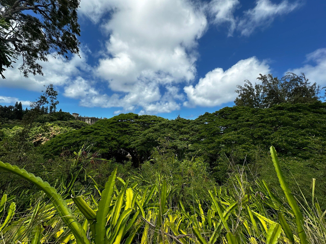 Mahana Ridge Trail景点图片