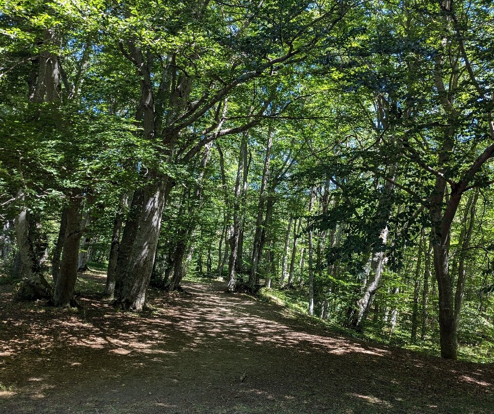 Bosco Sant'Antonio景点图片
