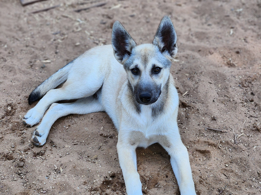 MIDOG - Michigan's Summer Sled Dog Center景点图片