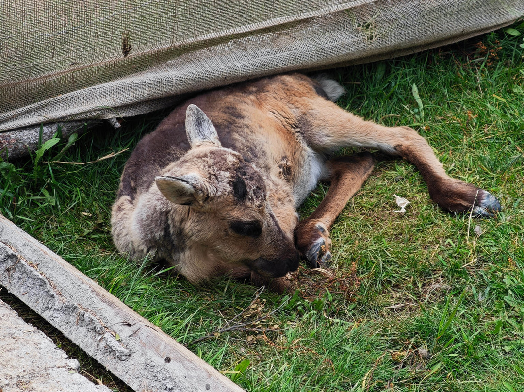 Reindeer Park / Hreindýragarðurinn-Fellabaer必去景点