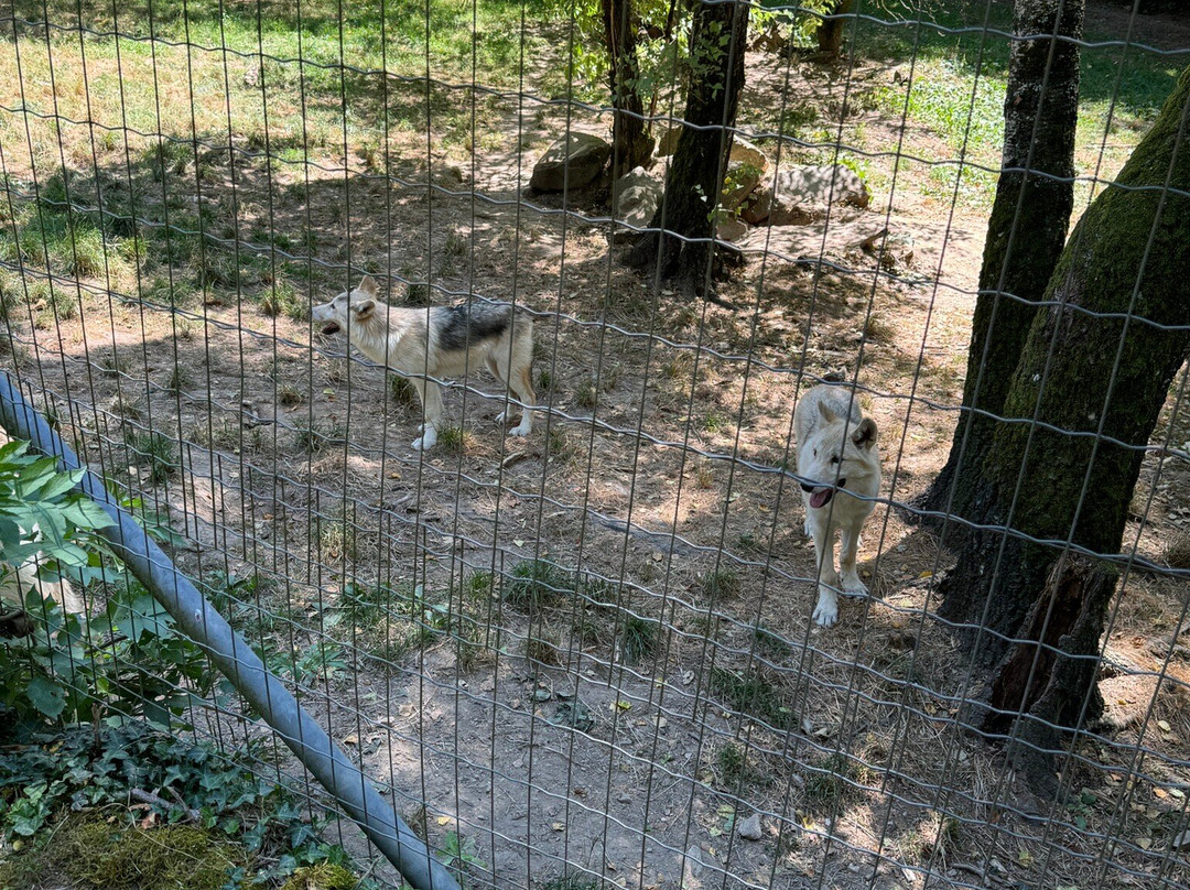 Parc Animalier de Pradinas景点图片