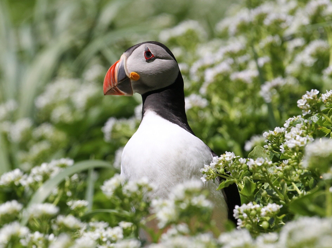 Drangey Island-Saudarkrokur必去景点
