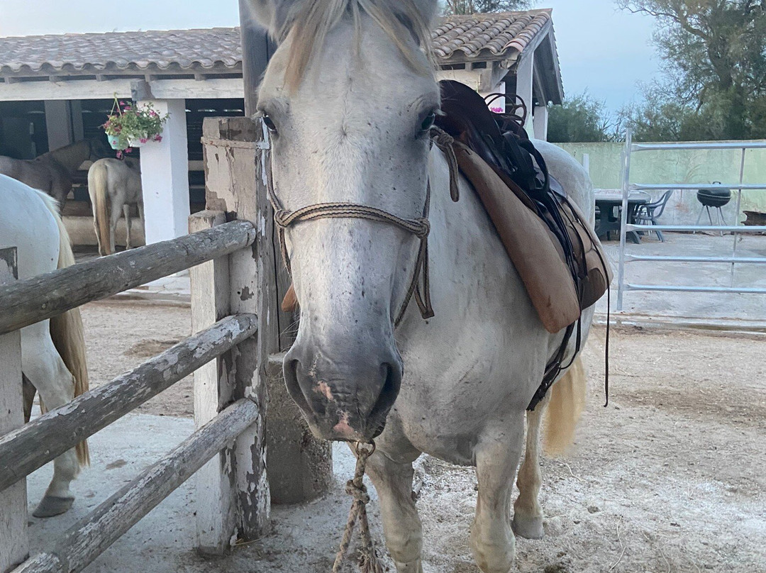 Centre Equestre Crin Blanc景点图片