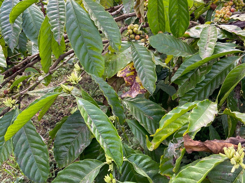 Kalibendo Eco Tourism-巴纽旺宣必去景点