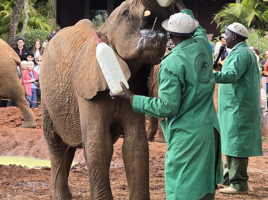 Eco Sure Trails-内罗毕必去景点