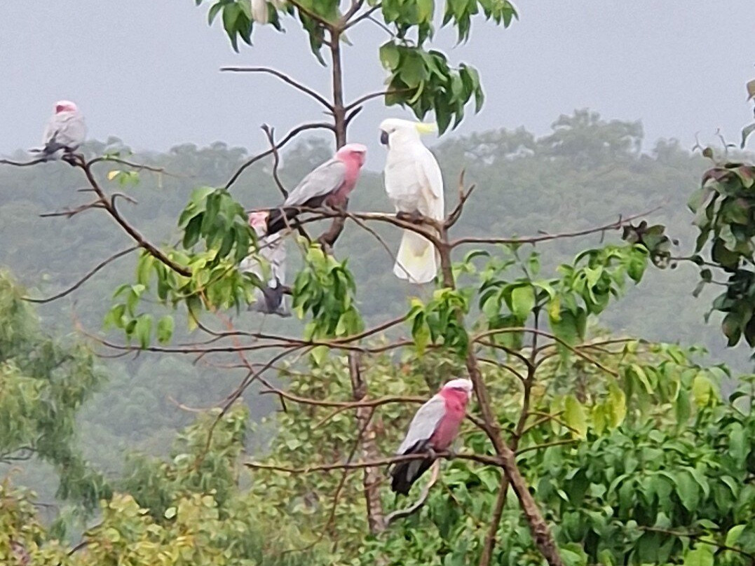 Magnetic Island Bed & Breakfast主图