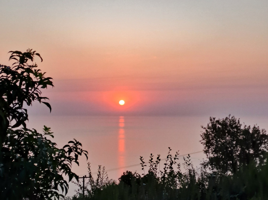 Αrnica Montana主图