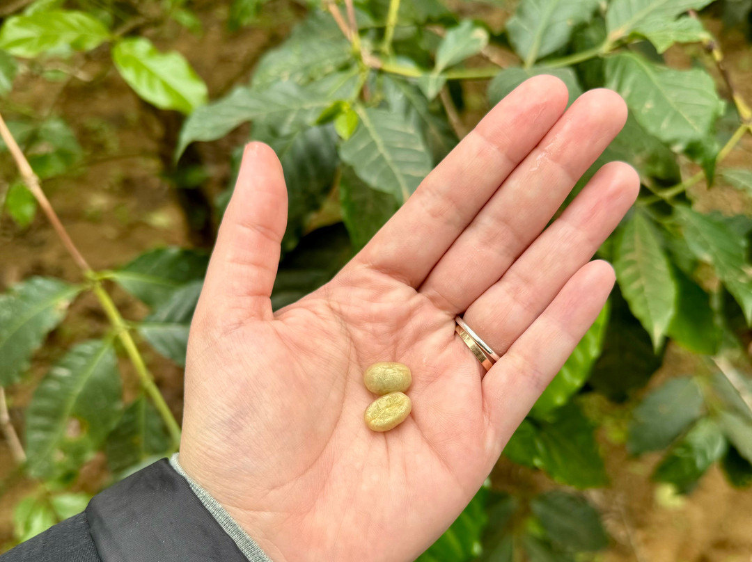 Baraka Coffee Farm