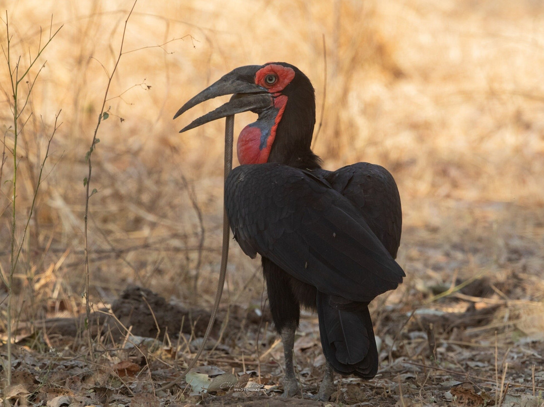 South Luangwa National Park-Mpika必去景点