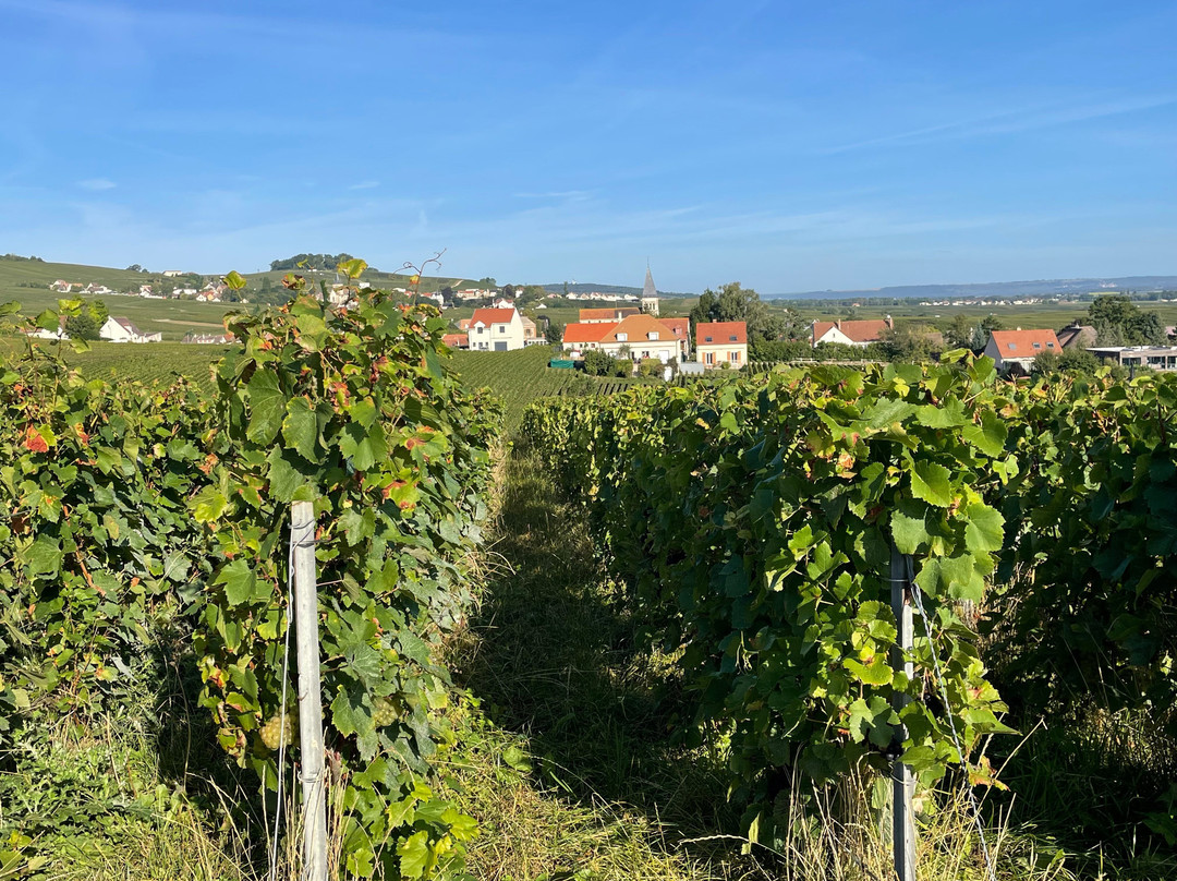 La Vigne du Roy Champagne Day Tours景点图片