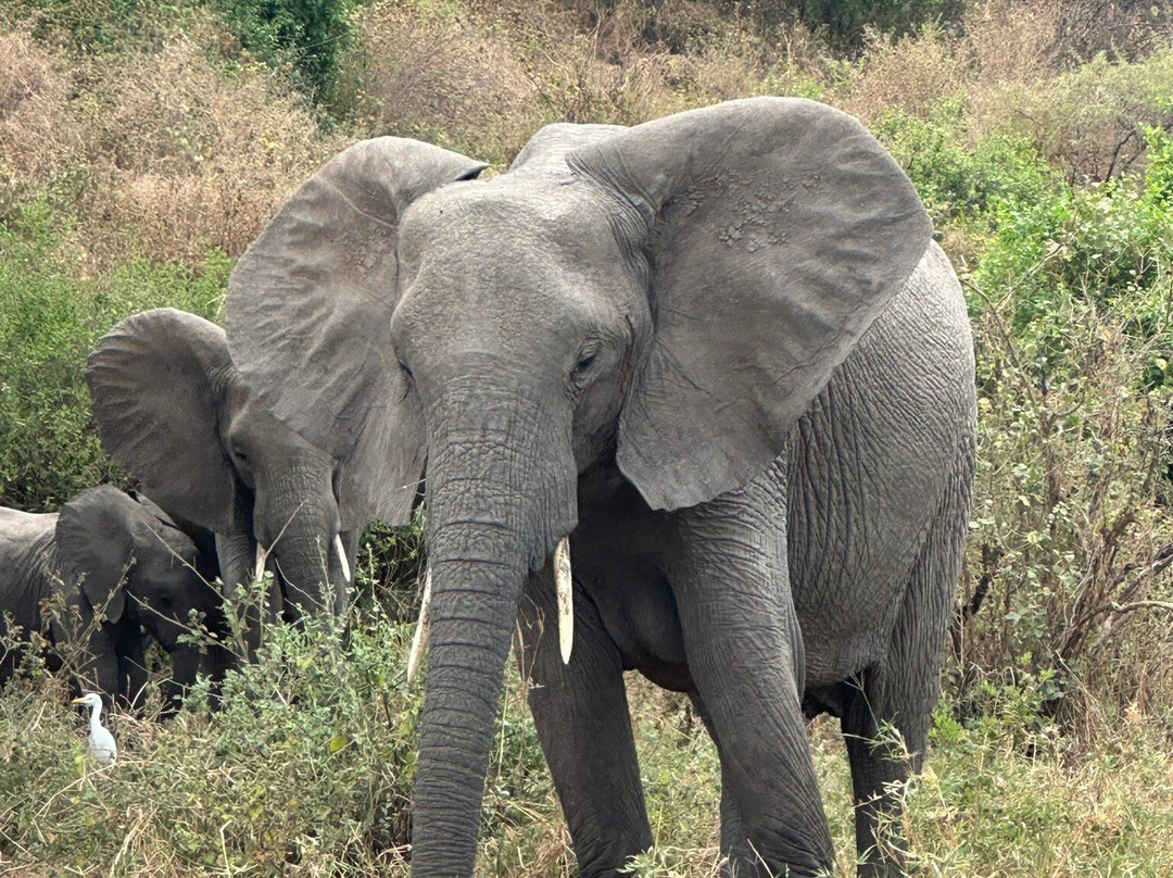 Amet Adventures-塞伦盖蒂国家公园必去景点