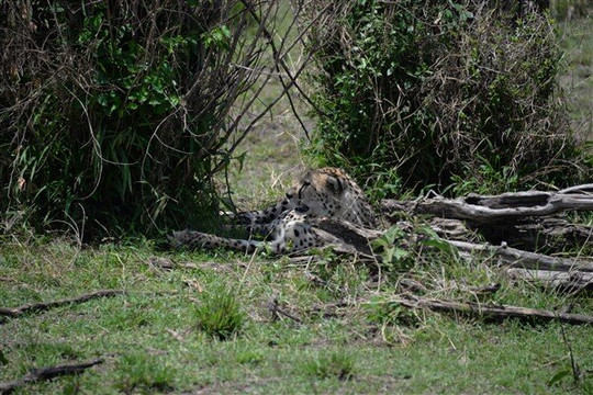 Wildlife Sun Safaris-蒙巴萨必去景点