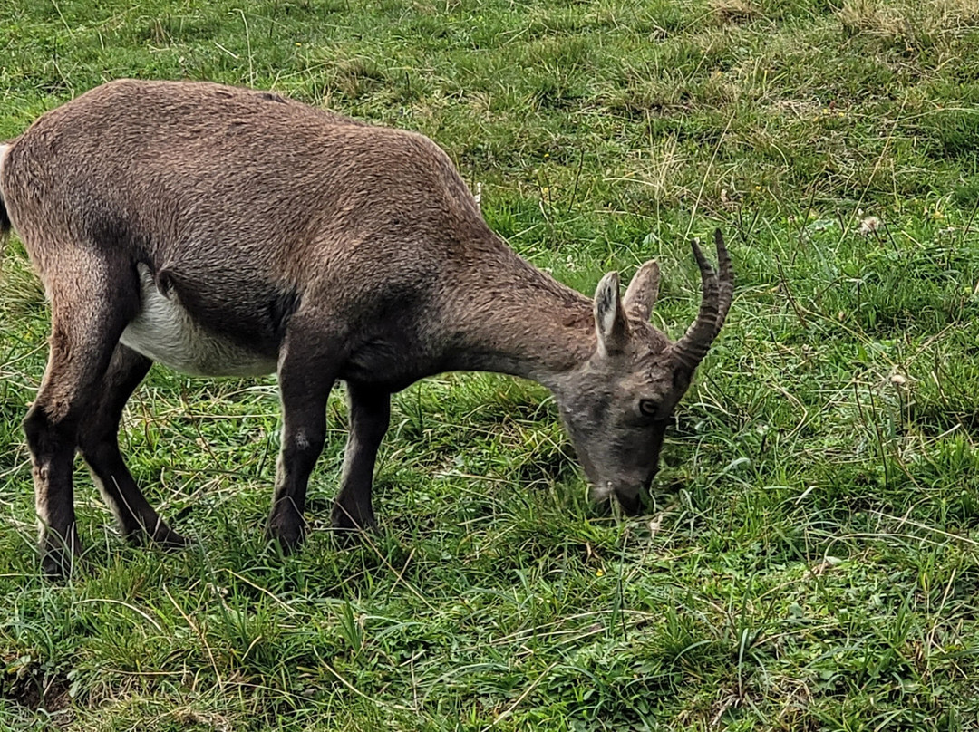 Berghaus Niederhorn主图