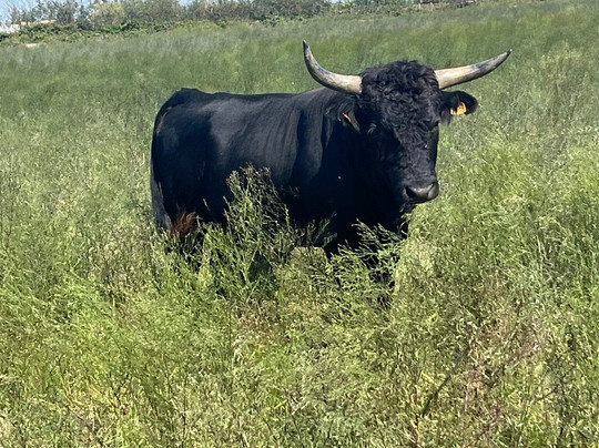 马斯德派城堡连锁酒店主图