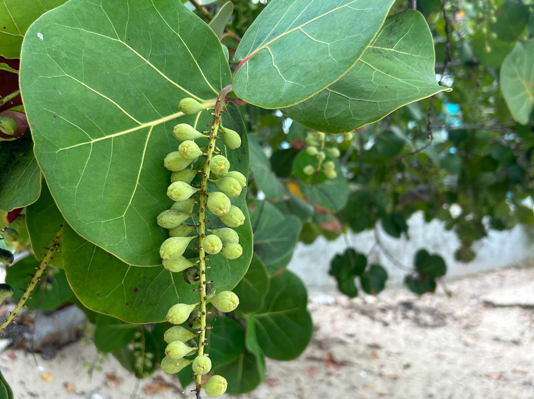 Playa Escondida-Guanica必去景点